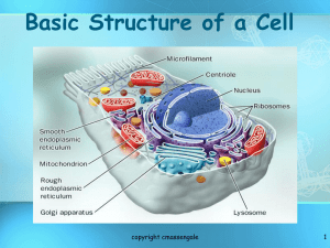 Chapter 3 The Basic Structure of a Cell
