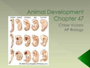 Animal Development Chapter 47