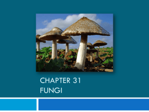 Chapter 31 Fungi