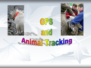 GPS and Animal Tracking