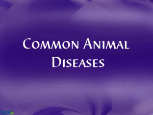 Common Animal Diseases