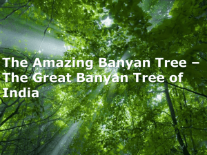 Amazing Banyan Tree of India