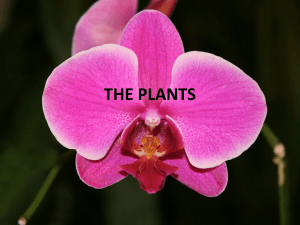 THE PLANTS