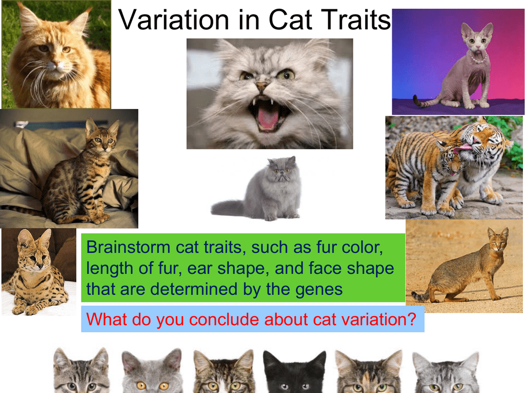 what are the 4 parts of darwins theory of natural selection