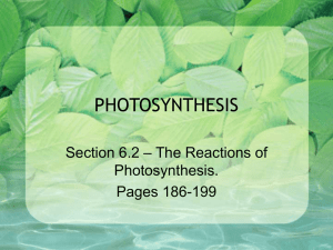 photosynthesis - WordPress.com