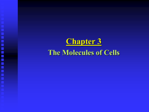Chapter 3: The Molecules of Cells
