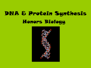 DNA & Protein Synthesis