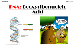 DNA Replication