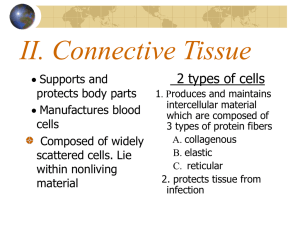 II. Connective Tissue