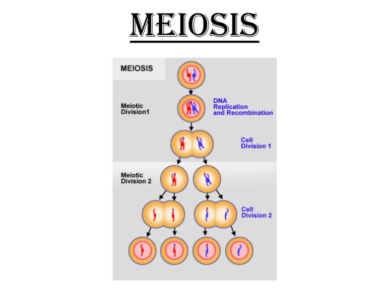 what is the purpose of the second meiotic division