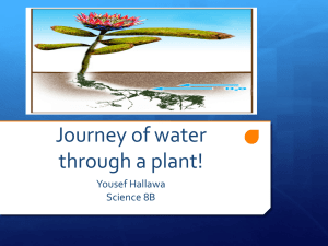 Journey of water through a plant! - 15yh
