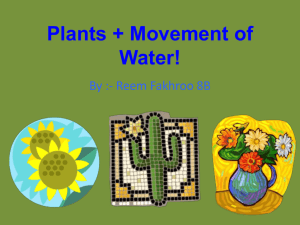 Plants + Movement of Water!