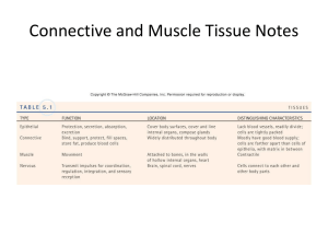 Connective Tissue Notes