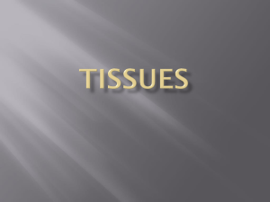 Tissues notes