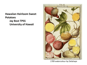 Hawaiian Heirloom Sweet potatoes