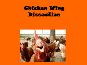 Chicken Wing Dissection