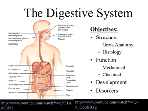 Digestive System