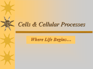 Cells & Cellular Processes Where Life Begins…