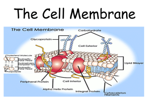 Cell MembranePowerPoint ap