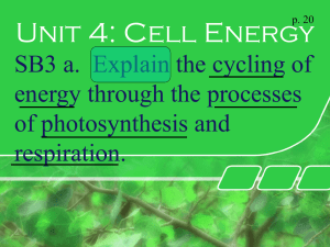 Unit 3 Photosynthesis & Cellular Respiration