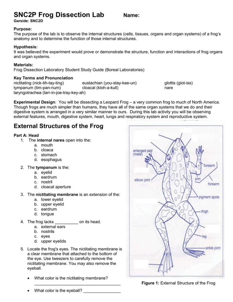 Free Virtual Frog Dissection Lab Bandlasopa