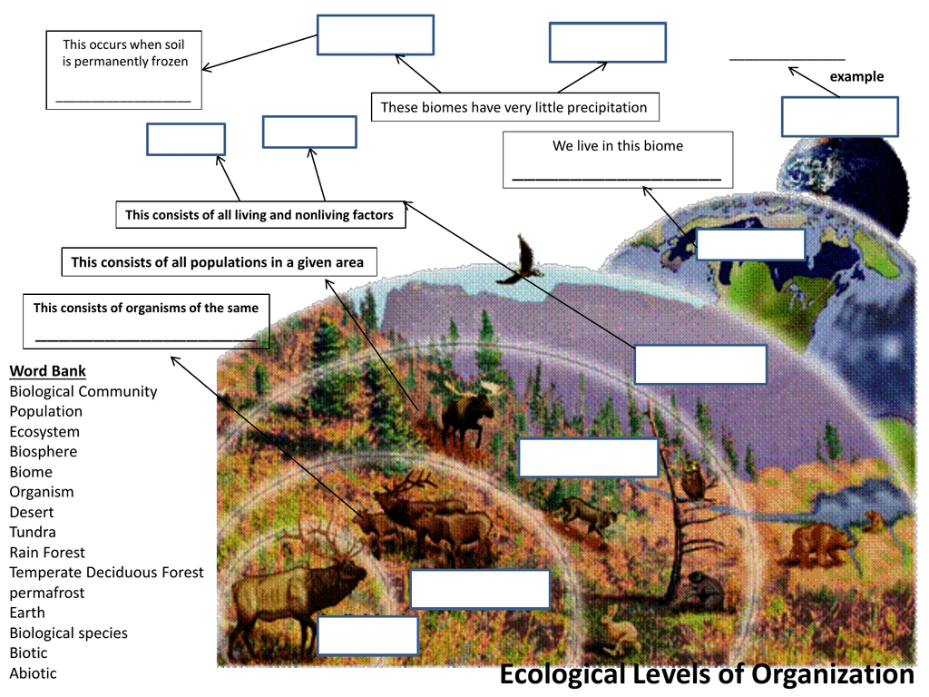 Ecology concept maps answers Intended For Levels Of Ecological Organization Worksheet