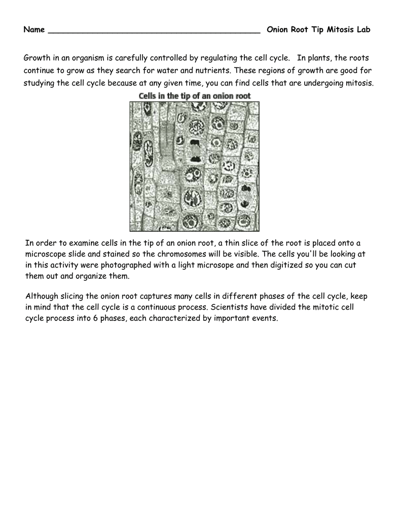 Onion Root Tip Mitosis Lab In Onion Cell Mitosis Worksheet Answers