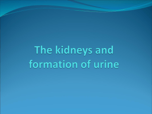 The kidneys and formation of urine