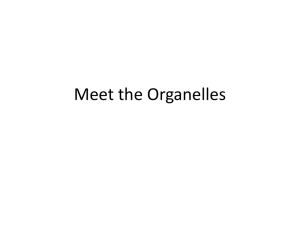 Meet the Organelles
