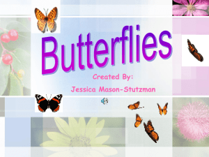 Butterfly PPT