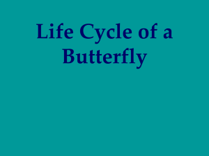 Butterfly Life Cycle I