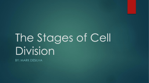 The Stages of Cell Division