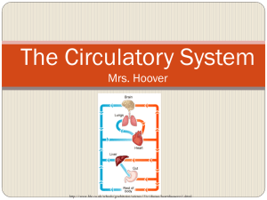 The Circulatory System