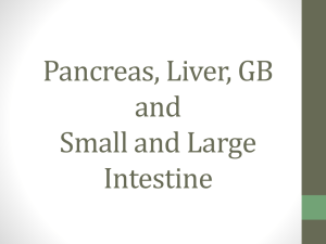 Pancreas, Liver, GB and Small and Large Intestine
