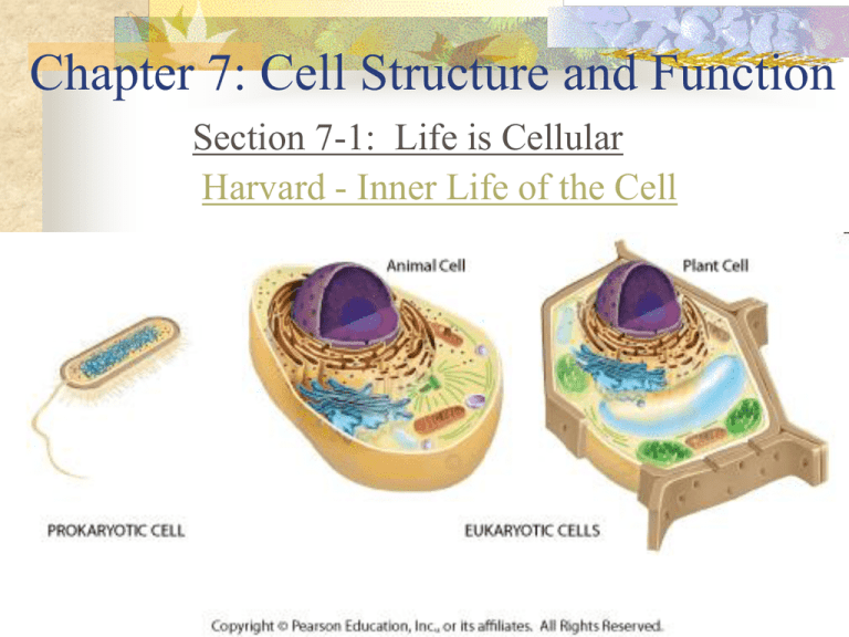 Chapter 7 Cell Structure And Function