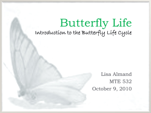Introduction to the Life Cycle of Butterflies