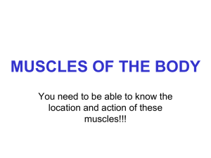Muscles to Know