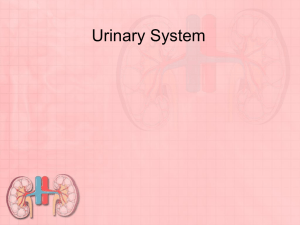 Urinary System