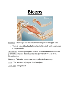 Skeletal Muscle Information