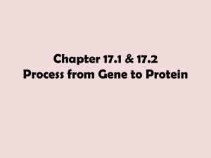 Chapter 17.1 & 17.2 Process from Gene to Protein