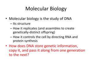 Chapter 10 – Molecular Biology