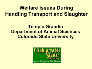 Welfare Issues During Handling Transport and Slaughter