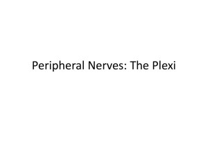 The Plexi
