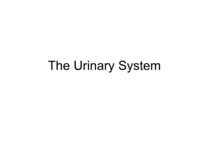 Urinary System Part 2