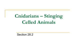 Cnidarians – Stinging Celled Animals
