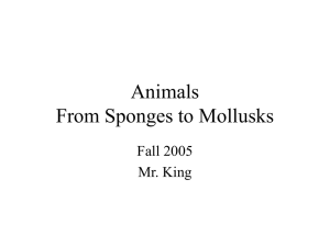 Animals From Sponges to Mollusks