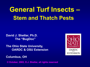 Turf II - stem & thatch pests