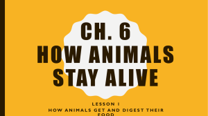 CH 6 L1 how animals get and digest food