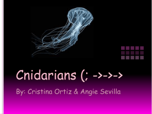 Cnidarians - Wikileon
