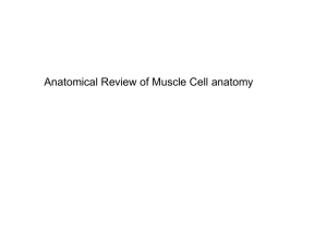 AP151 MUSCLE SYSTEM-